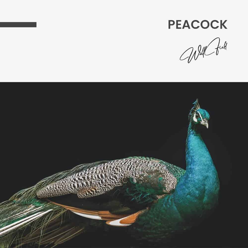 Peacock – Glass