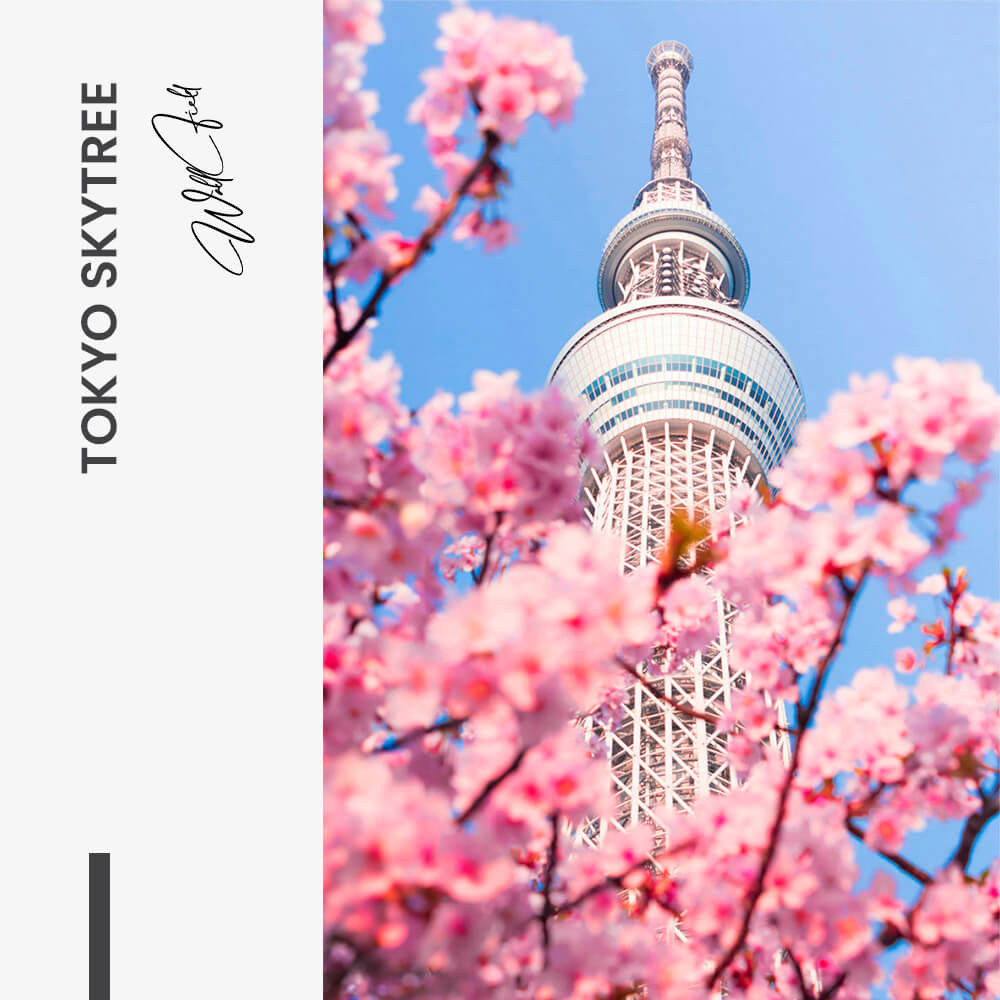 "Tokyo Skytree"