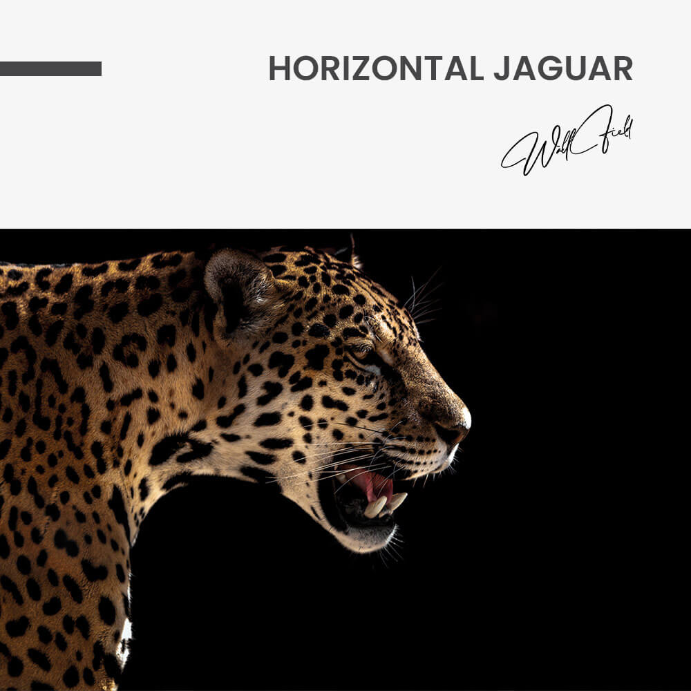 "Horizontal Jaguar"