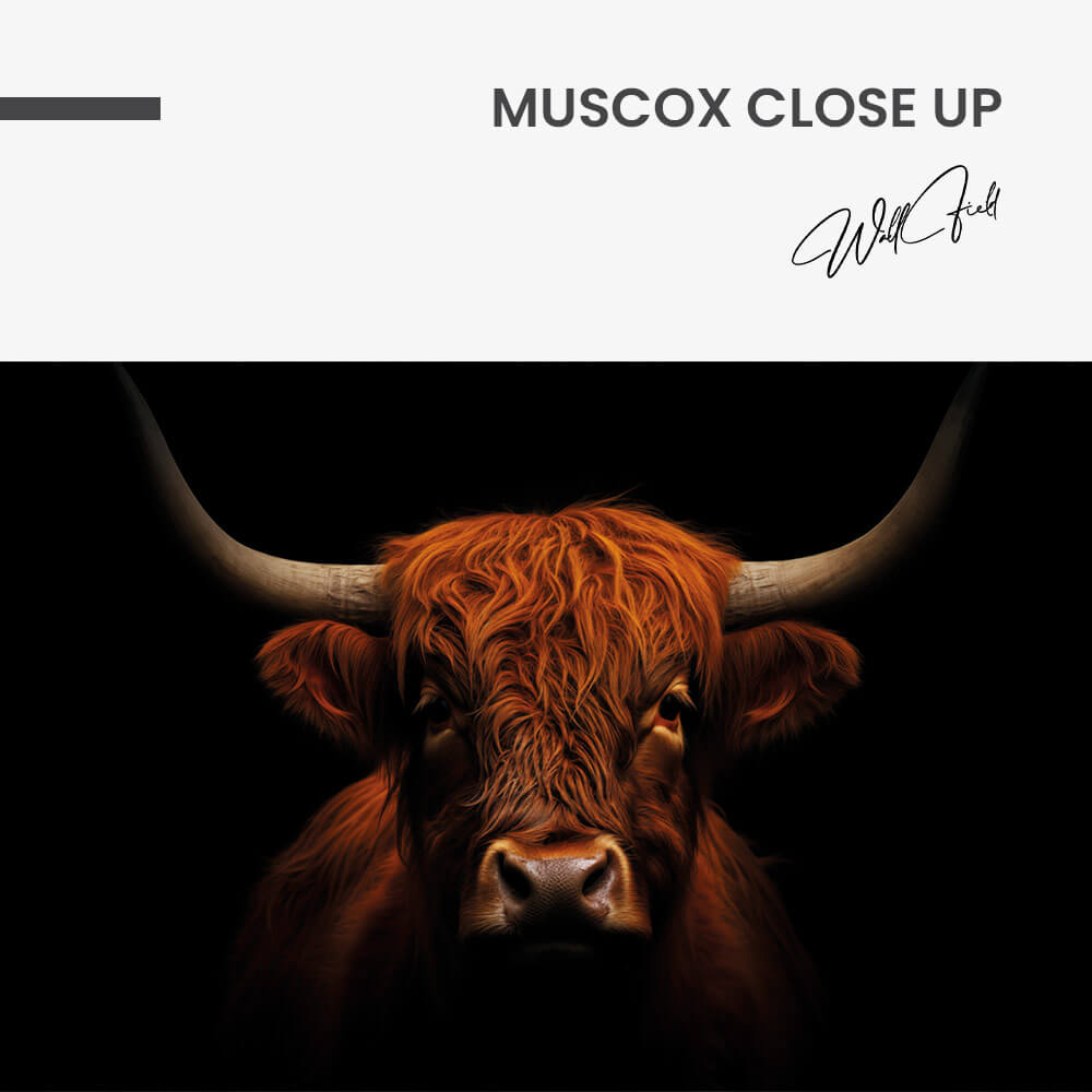 "Muscox Close Up"
