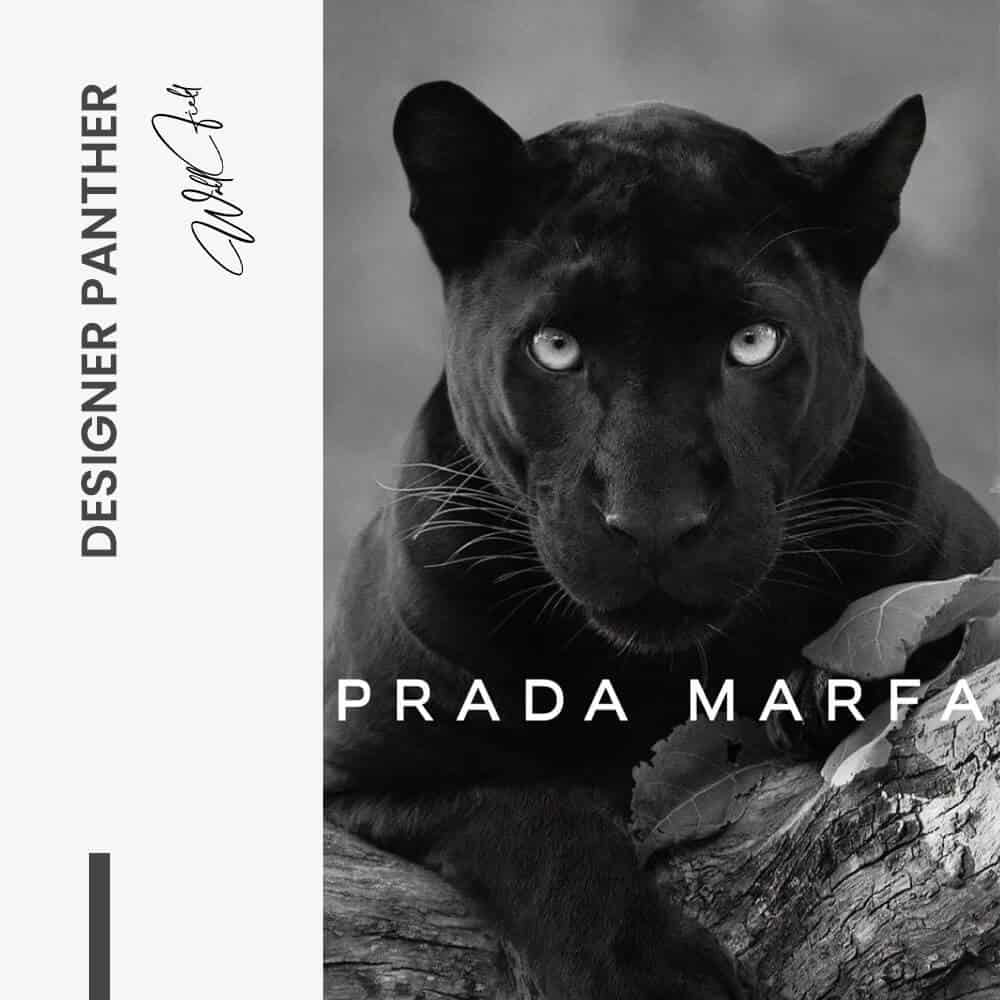 "Designer Panther"
