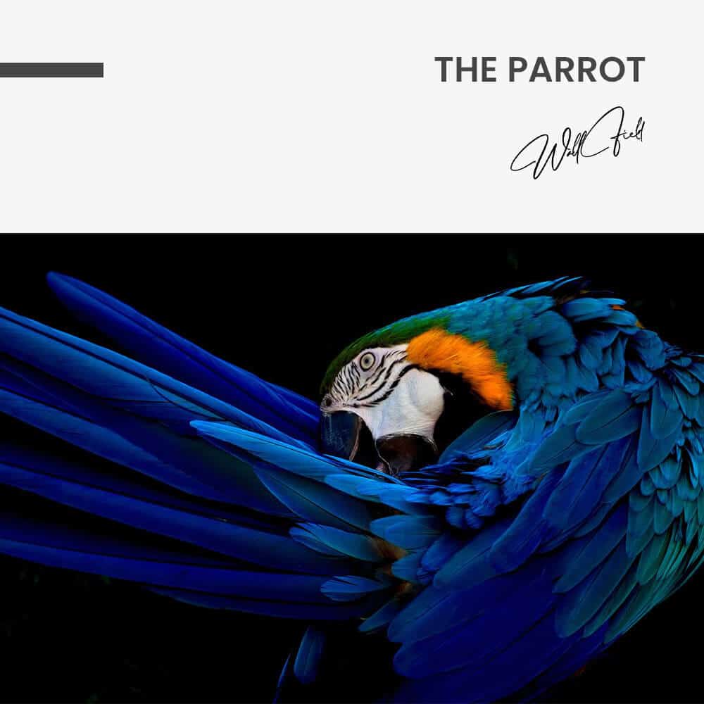 The Parrot – Glass