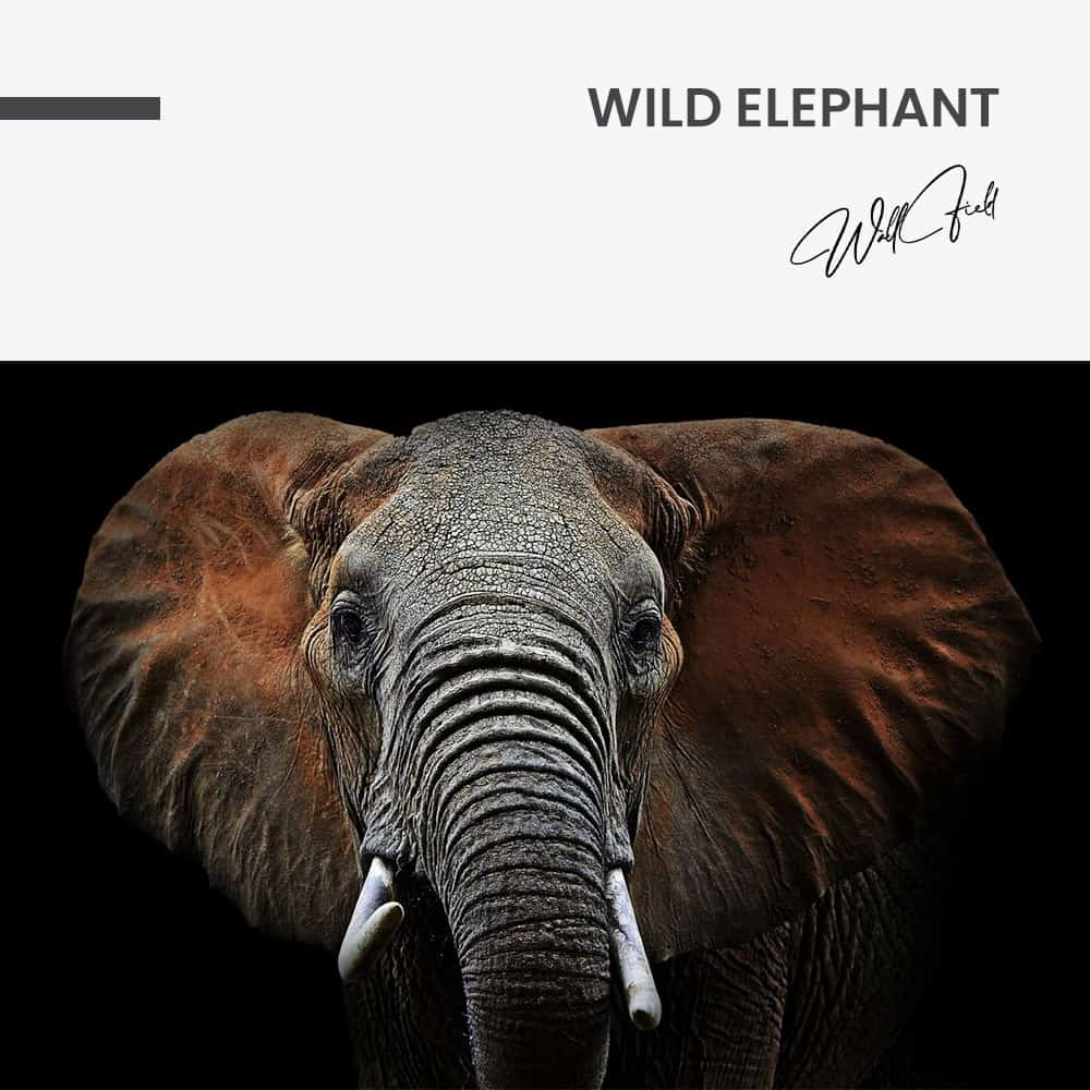"Wild Elephant"