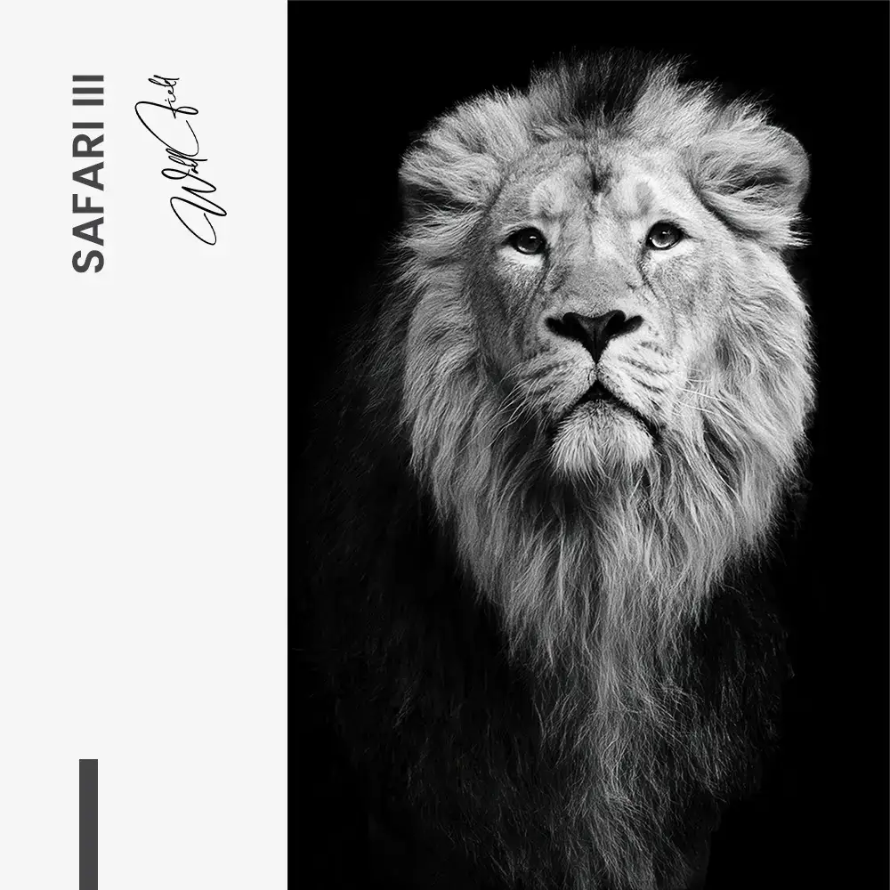 Bundle: "Safari" (3x) – Glass