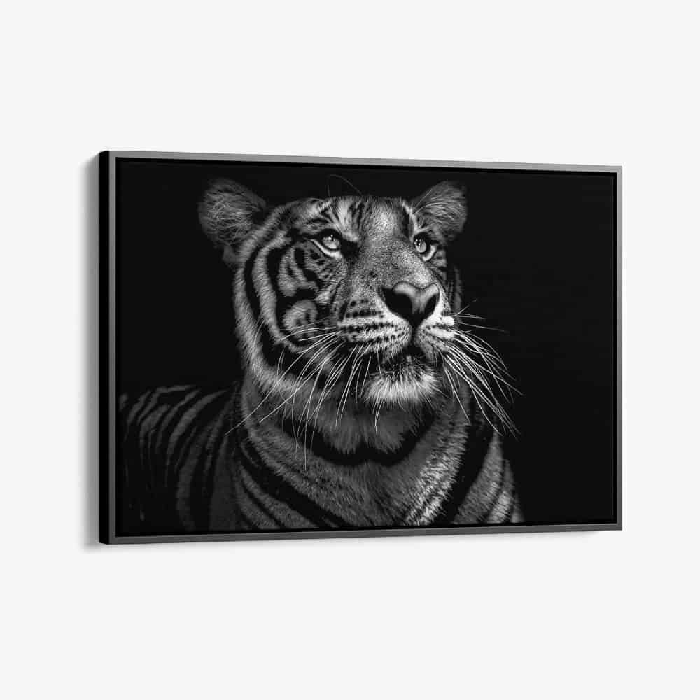 "B&W Tiger"