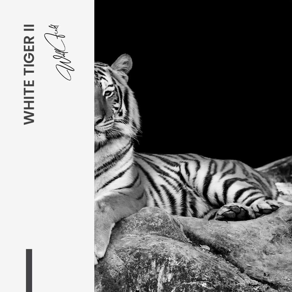 Bundle: "White Tiger" (2x) – Glass