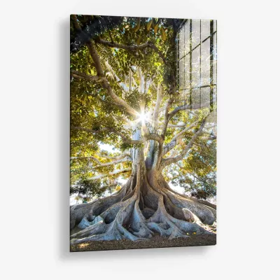 Anchorlight – Glass