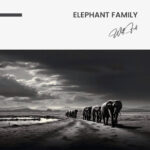 Elephant Family - Glas - Bild 4