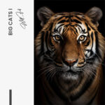 Set: "Big Cats" (3x) – Glas - Bild 6