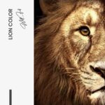LionColorDesign-signature---tiny.jpeg