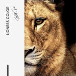 LionessColorDesign-signature---tiny.jpeg