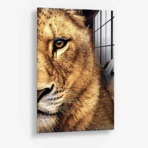 Bundel: Lion & lioness Color (2x) - Glass - Kopiëren