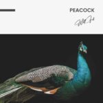 Peacock – Glas - Bild 5