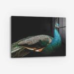 Peacock – Glas
