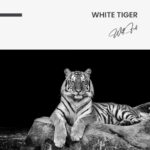 White Tiger – Glas - Bild 4