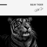 B&W Tiger – Glas - Bild 4