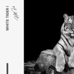 Set: "White Tiger" (2x) – Glas - Bild 5