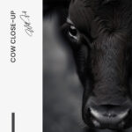 Cow Close-Up – Glas - Bild 3