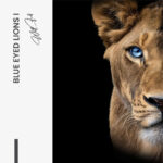 Set: "Blue Eyed Lions" (2x) – Glas - Bild 4