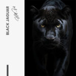 Black Jaguar – Glas - Bild 4
