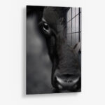 Cow Close-Up – Glas