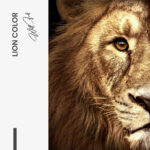 Set: "Lion & Lioness Color" (2x) – Glas - Bild 4