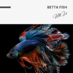 Betta Fish – Glas - Bild 4