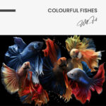 Colourful Fishes – Glas - Bild 4