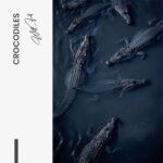Crocodiles – Glas - Bild 4