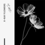 X-Ray Flowers – Glas - Bild 4