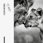 Lion Bond – Glas - Bild 4