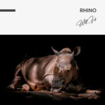 Rhino – Glas - Bild 4