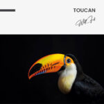 Toucan – Glas - Bild 4