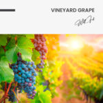 Vineyard Grape – Glas - Bild 4