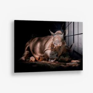 Rhino – Glas