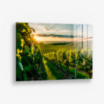 Vineyard Sun – Glas