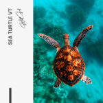 Sea Turtle VT – Glas - Bild 4