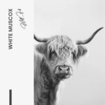 White Muscox – Glas - Bild 4