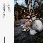 The Caribou – Glas - Bild 4