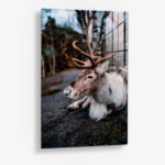 The Caribou – Glas