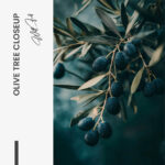 Olive Tree Closeup – Glas - Bild 4