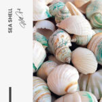 Sea Shell – Glas - Bild 4