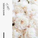 White Roses – Glas - Bild 4
