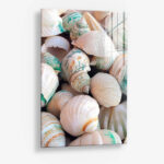 Sea Shell – Glas