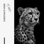 Cheetah's View – Glas - Bild 4