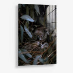 Eucalyptus Dreams – Glas