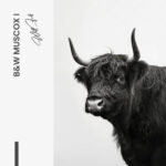 Set: "B&W Muscox" (2x) – Glas - Bild 4