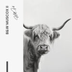 Set: "B&W Muscox" (2x) – Glas - Bild 5