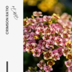Crimson Ratio – Glas - Bild 5