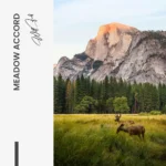 Meadow Accord – Glas - Bild 5